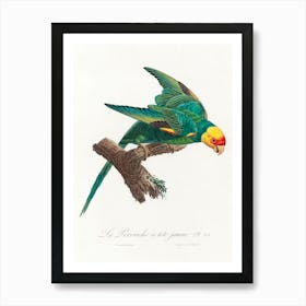 The Yellow Crowned Parakeet From Natural History Of Parrots, Francois Levaillant 1 Art Print