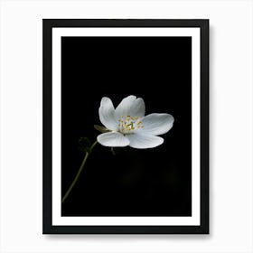 White Flower On A Black Background 4 Art Print