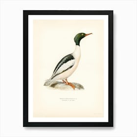 Common Merganser, Goosander In Spring Male, The Von Wright Brothers Art Print