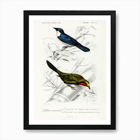 Different Types Of Birds, Charles Dessalines D'Orbigny 11 Art Print