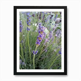 Purple Flowers  Art Print