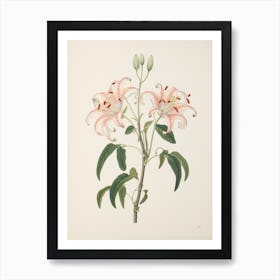 Himeyuri Okinawan Lily 1 Vintage Japanese Botanical Art Print