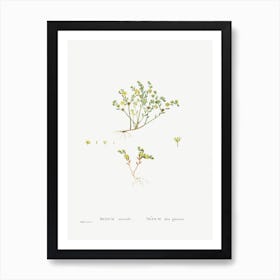 Sedum Saxatile, Pierre Joseph Redoute Art Print