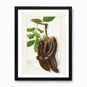 Bananas On A Branch Art Print