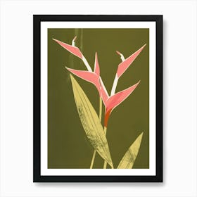 Pink & Green Heliconia 3 Art Print