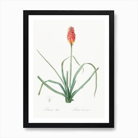 Redhot Poker, Pierre Joseph Redoute Art Print