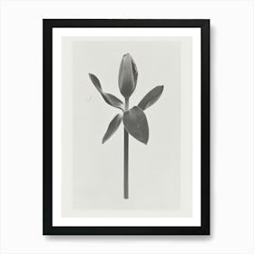 Tulip Flower Photo Collage 2 Art Print