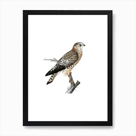 Vintage Merlin Falcon Female Bird Illustration on Pure White n.0138 Art Print