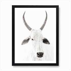 Black And White Cow Art Print