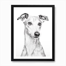 Whippet Dog, Line Drawing 1 Art Print