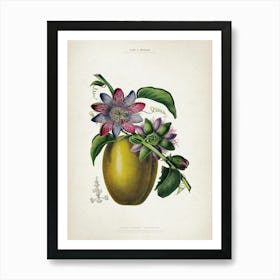 Vintage Denisse 7 Passiflora Caerulea Art Print