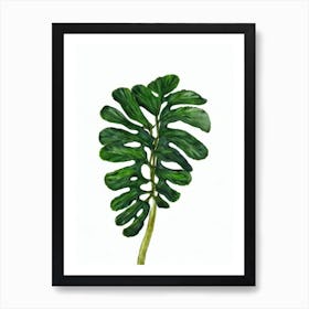 Bird'S Nest Fern (Asplenium Nidus) Watercolor Art Print