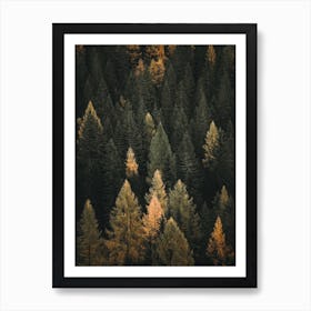 Autumn Pine Forest Art Print