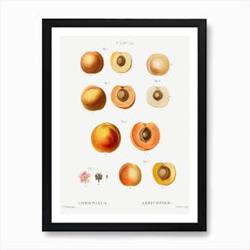 Apricot Fruit Chart Art Print