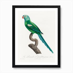 The Yellow Shouldered Amazon, From Natural History Of Parrots, Francois Levaillant Art Print