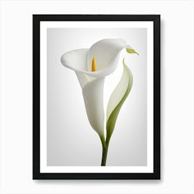 White Calla Lily 3 Art Print