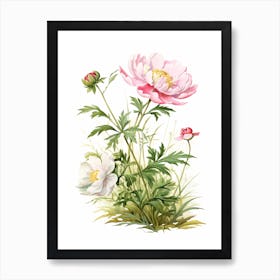 Peony Wildflower In Grassland (1) Art Print