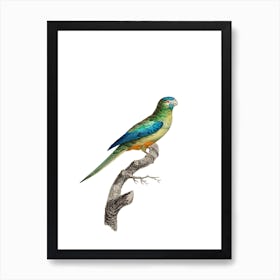 Vintage Turquoise Parrot Bird Illustration on Pure White Art Print