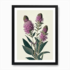 Ironweed Wildflower Vintage Botanical Art Print