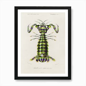 Giant Mantis Shrimp (Squilla Maculata), Charles Dessalines D' Orbigny Art Print