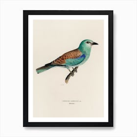 European Roller Art Print