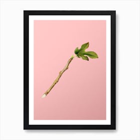 Vintage Fig Botanical on Soft Pink n.0307 Art Print