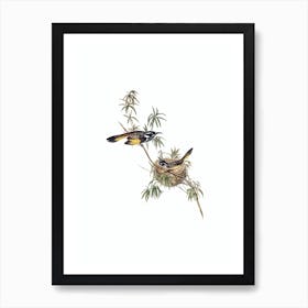 Vintage Long Billed Honeyeater Bird Illustration on Pure White n.0406 Art Print