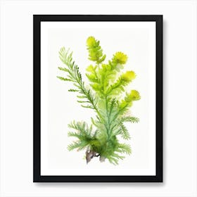 Club Moss Wildflower Watercolour 1 Art Print