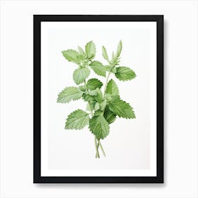 Lemon Balm Vintage Botanical Herbs 1 Art Print