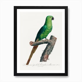 The Rose Ringed Parakeet Natural History Of Parrots, Francois Levaillant Art Print