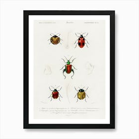 Different Types Of Beetles, Charles Dessalines D'Orbigny 9 Art Print