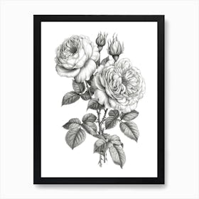 Roses Sketch 63 Art Print