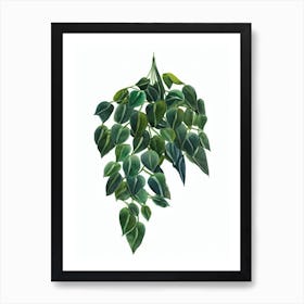 Grape Ivy (Cissus Rhombifolia) Watercolor Art Print