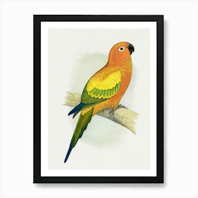 Parrot 17 Art Print