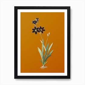 Vintage Ixia Grandiflora Botanical on Sunset Orange n.0577 Art Print