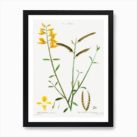 Spanish Broom, Pierre Joseph Redoute Art Print