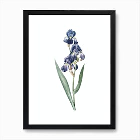 Vintage Dalmatian Iris Botanical Illustration on Pure White n.0549 Art Print