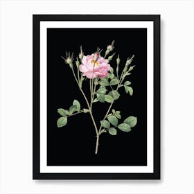 Vintage Anemone Flowered Sweetbriar Rose Botanical Illustration on Solid Black n.0828 Art Print