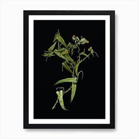 Vintage Rough Bindweed Botanical Illustration on Solid Black n.0701 Art Print