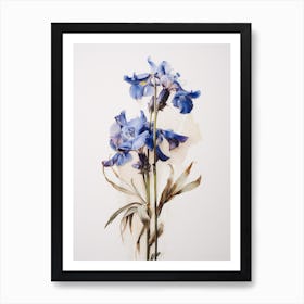 Pressed Flower Botanical Art Lobelia 1 Art Print