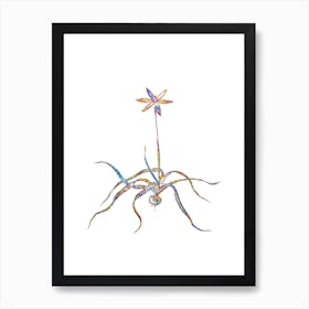 Stained Glass Hypoxis Stellata Mosaic Botanical Illustration on White n.0065 Art Print