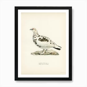 Rock Ptarmigan (Lagopus Mutus), The Von Wright Brothers Art Print