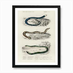 Amphisbaena Fuliginosa , Typhlops Lumbricalis (Blind Snakes), Vropeltis Philippinus (Shield Tail Snakes), Charles Dessalines D'Orbigny Art Print