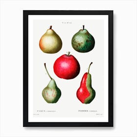 Pear, Pierre Joseph Redoute 4 Art Print