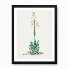 Aloevera, Familie Der Cacteen Art Print