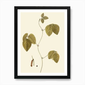 Ginkgo Biloba 4 Art Print