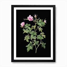 Vintage Pink Flowering Rosebush Botanical Illustration on Solid Black n.0009 Art Print