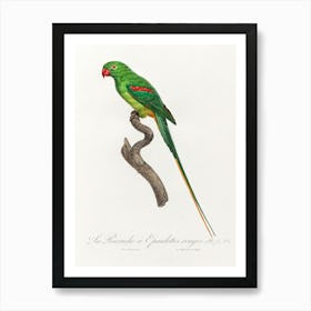 The Alexandrine Parakeet From Natural History Of Parrots, Francois Levaillant Art Print