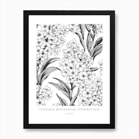 Hyacinth B&W Vintage Botanical Poster Art Print