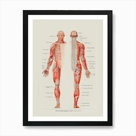 Anatomy Of The Human Body 1 Art Print